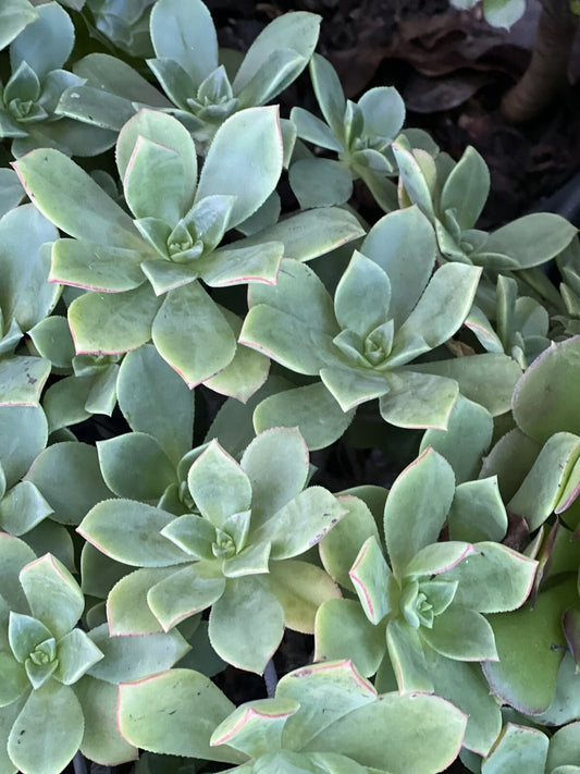Aeonium Pinwheel Cutting | Succulent Plant | Green Rosette | Aeonium 'Pinwheel'
