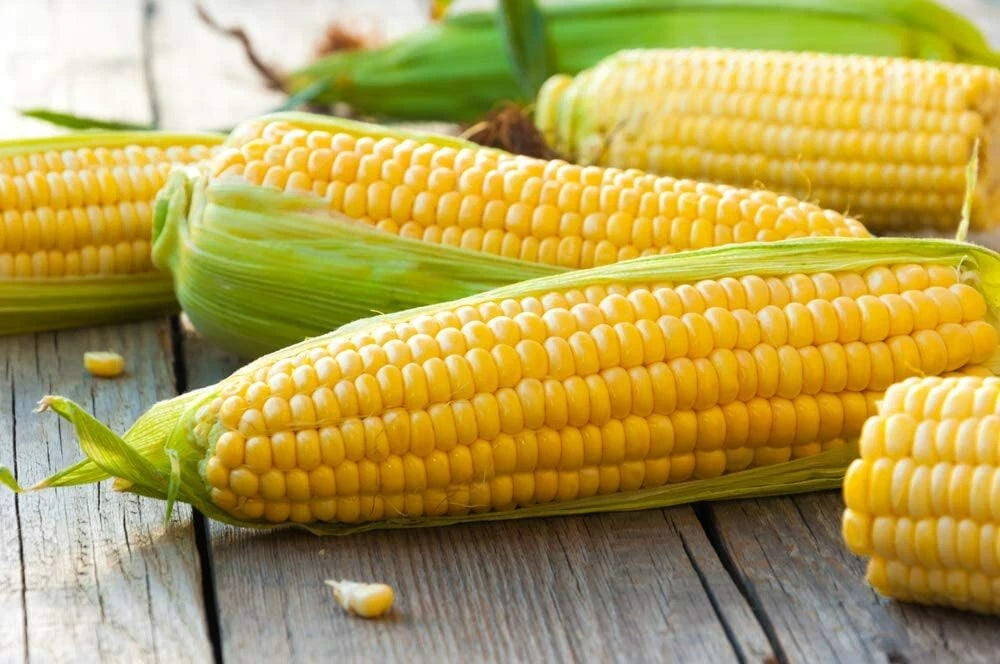 Yellow Sweet Corn Seeds 100 Count Hybrid "Incredible Corn" Zea mays for Planting