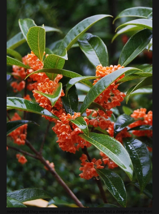 Beni Kin Mokusei Red Sweet Tea Olive Starter Plant - Osmanthus fragrans - Rooted, Aromatic, Fragrant Garden Plant