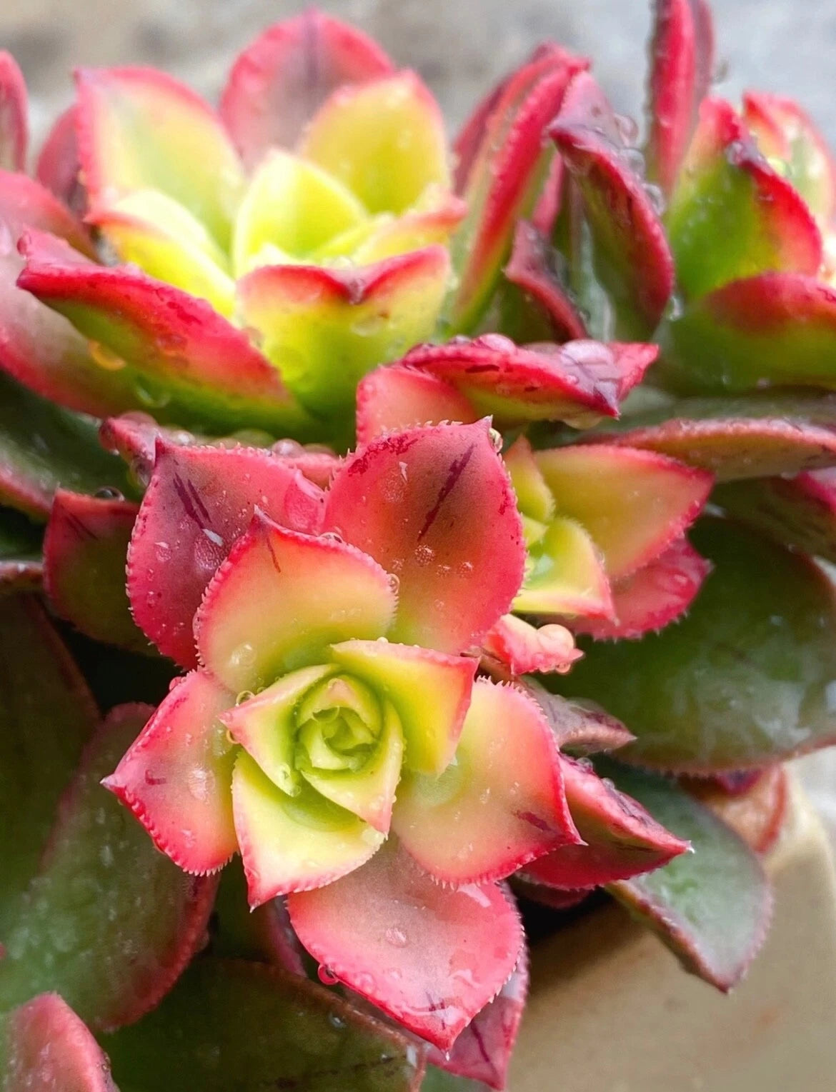 Aeonium Kiwi Variegated Succulent Cutting - 2-3 Inch Easy Care Live Plant (Unrooted) - Perfect for Indoor Gardening