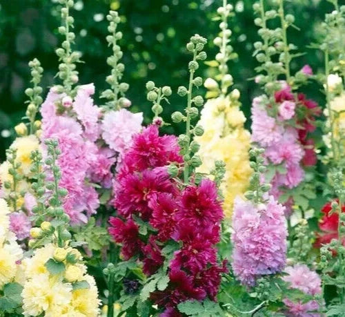Hollyhock Seeds - 25 Count - 'Summer Carnival Mix' - Alcea rosea