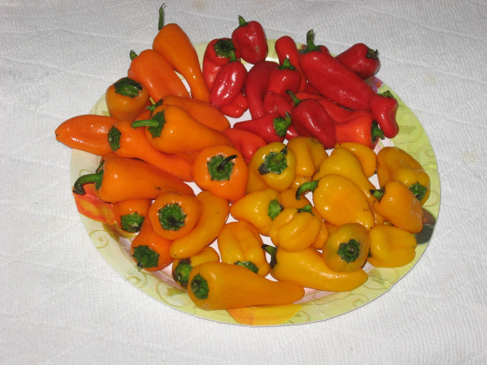 Bulk 100 Sweetest Red, Yellow, Orange Mini Bell Pepper Seeds - Strawberry Sweet (Capsicum annuum)