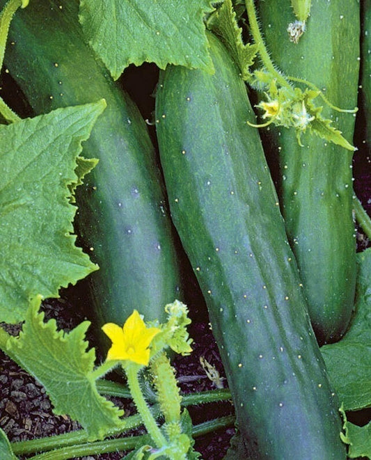 Marketmore 76 Cucumber Seeds 50+ Non-GMO Vegetable Garden Planting