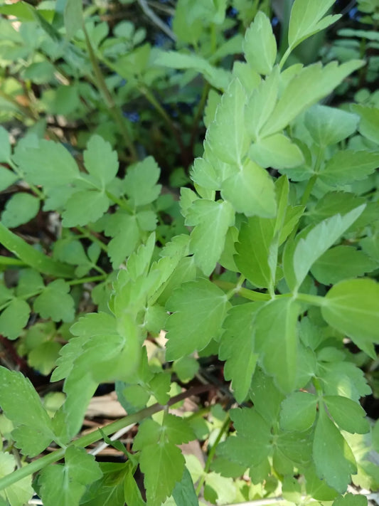 5 Rooted Water Celery Plants - Green Leaves with White Flowers - Oenanthe javanica - Aquatic Pond Landscaping