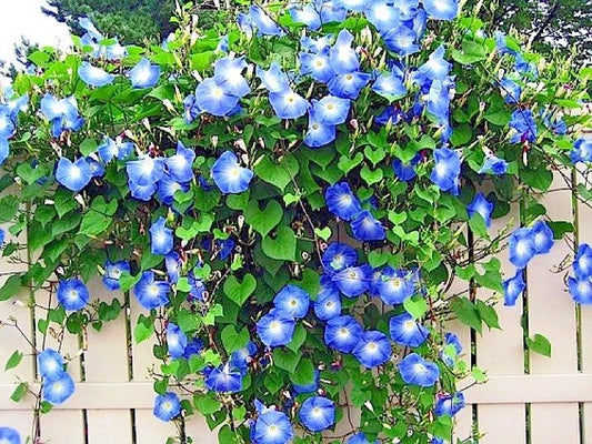 Blue Morning Glory Flower Seeds - 40+ Climbing Vine Seeds for Containers - Pollinator-Friendly (Ipomoea tricolor)