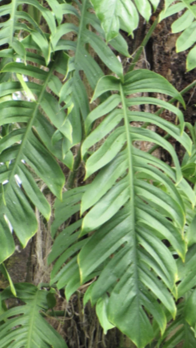 3 Cuttings Epipremnum Pinnatum Dragon’s Tail Plant 24” - Live Indoor Houseplant Cuttings for Propagation