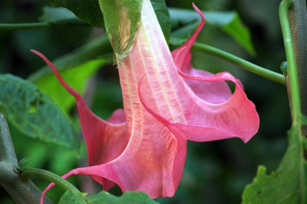 Bubble Gum Angel Trumpet Seeds - 10 Pack Brugmansia Datura Flower Seeds - USA Grown