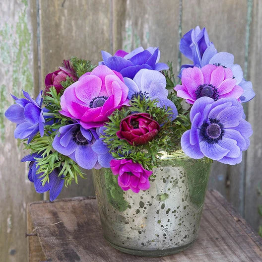 Anemone Seeds - Blue Poppy and Rose - Red Colors - 40 Seeds - Anemone coronaria