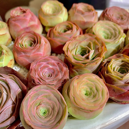 4PC Mountain Rose Succulent Plants Bare Root with Soil Pot - DIY Succulent Decor (Echeveria 'Mountain Rose')