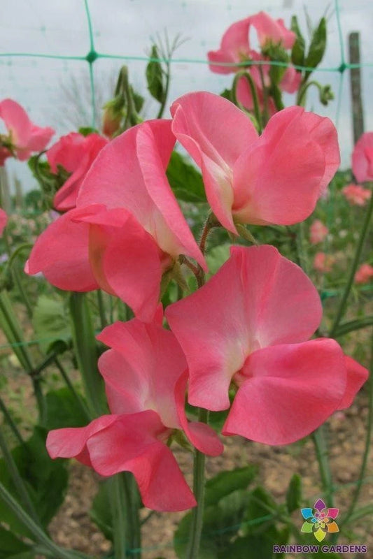 Dream Girl Sweet Pea Seeds - 50+ Pack for Garden Planting - Lathyrus odoratus - USA Grown