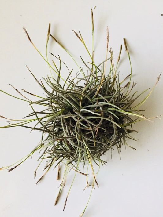 Giant Tillandsia Recurvata Ball Clusters - Bulk Air Plant Texas Ball Moss - Unique Home Decor