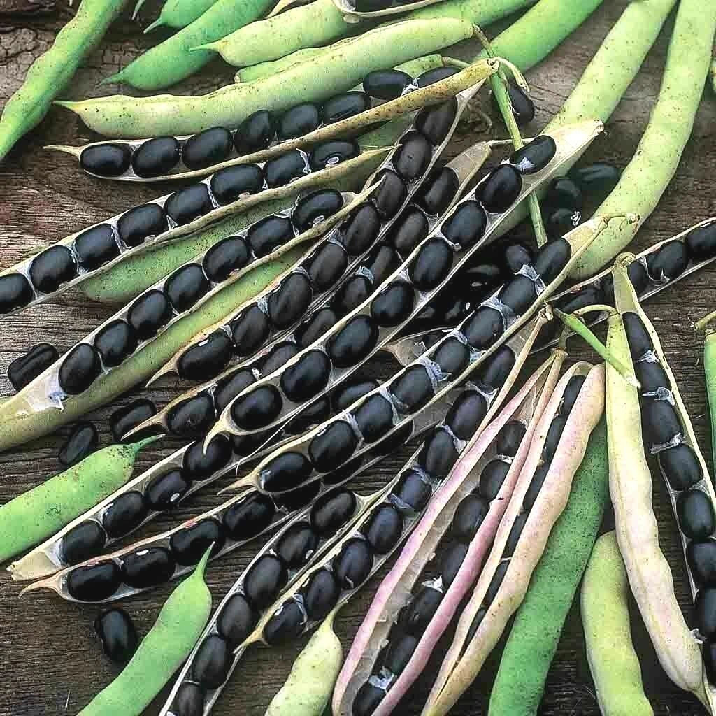 Black Valentine Bush Beans Seeds - 40+ Heirloom Vegetable Seeds for Container Gardening - Ideal for Home Garden
