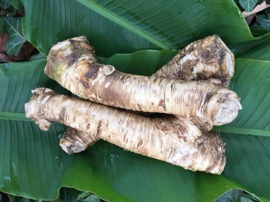 Bareroot Horseradish Root - 2 lbs Easy to Grow - Health Benefits - Armoracia rusticana