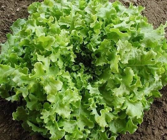 Fresh Salad Bowl Leaf Lettuce Seeds - 4g - Organic Heirloom Variety - Lactuca sativa