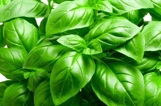 Basil Seeds 200+ Non-GMO Heirloom Italian Large Leaf Herb - Ocimum basilicum - USA Fast Shipping
