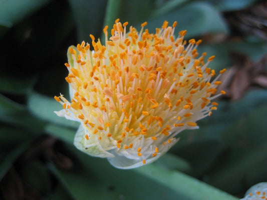 Jumbo Haemanthus albiflos Bulb - Paintbrush Plant - Rare South African Flowering Bulb
