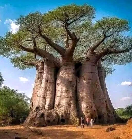 Baobab Seeds - 5 Pack - Adansonia digitata "Tree of Life" - Rare Monkey Bread Bonsai Plant