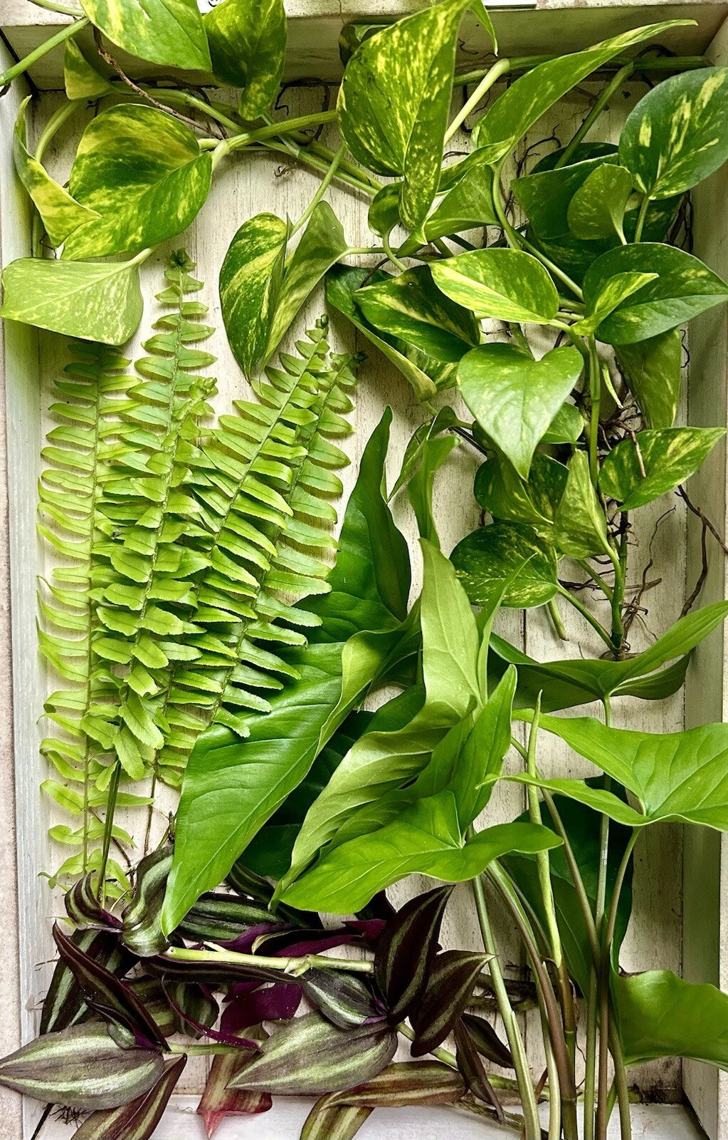 20 Live House Plant Cuttings - Rooted & Healthy - Four Varieties - Ideal for Home Decor & Gardening - Indoor Plants