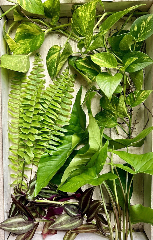 20 Live House Plant Cuttings - Rooted & Healthy - Four Varieties - Ideal for Home Decor & Gardening - Indoor Plants