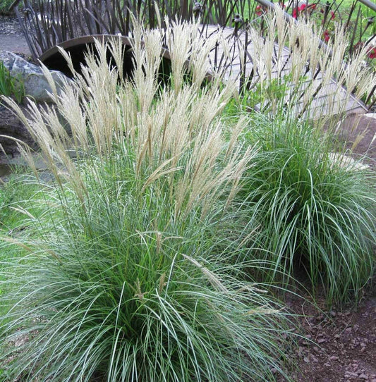 Adagio Maiden Grass Seeds - 20-200 Seeds - Miscanthus sinensis 'Adagio' - Ornamental Grass for Landscaping