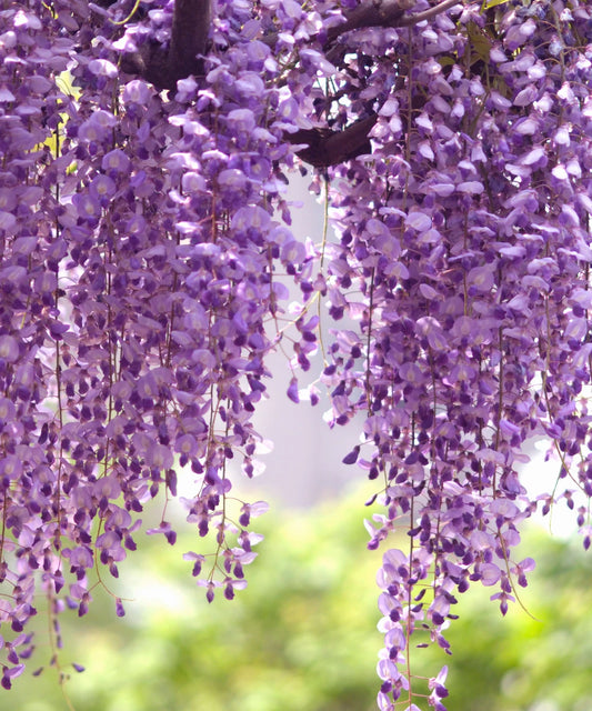 Chinese Wisteria Live Starter Plants, Purple, 4-5 Inches, 2 Plants per Order, Wisteria sinensis