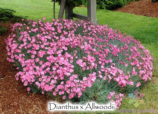 Allwood's Pink Carnation Seeds - 200+ Pack for Garden Planting - Dianthus caryophyllus - USA