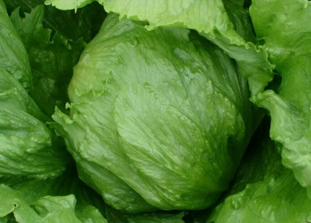 Iceberg Lettuce Seeds 1000+ Seeds Head Variety Vegetable Garden Salad (Lactuca sativa)