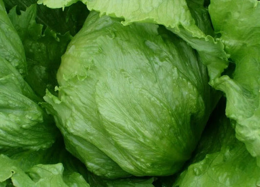 Iceberg Lettuce Seeds 1000+ Seeds Head Variety Vegetable Garden Salad (Lactuca sativa)