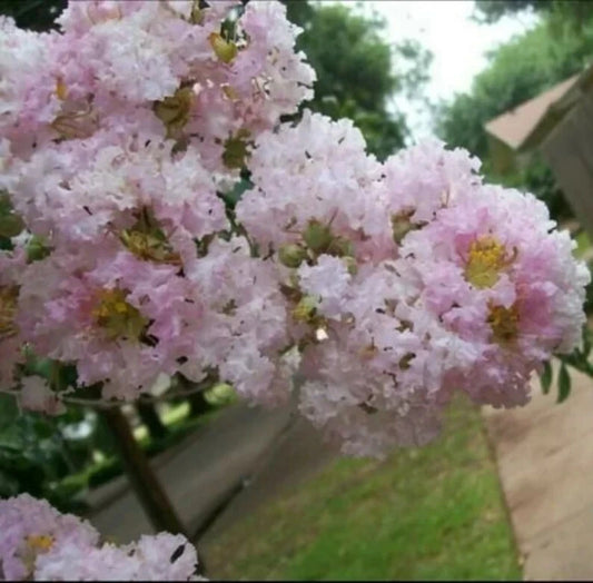 20 Pale Pink Cape Myrtle Seeds | Lagerstroemia indica | Perennial Flowering Tree Seeds | US Seller