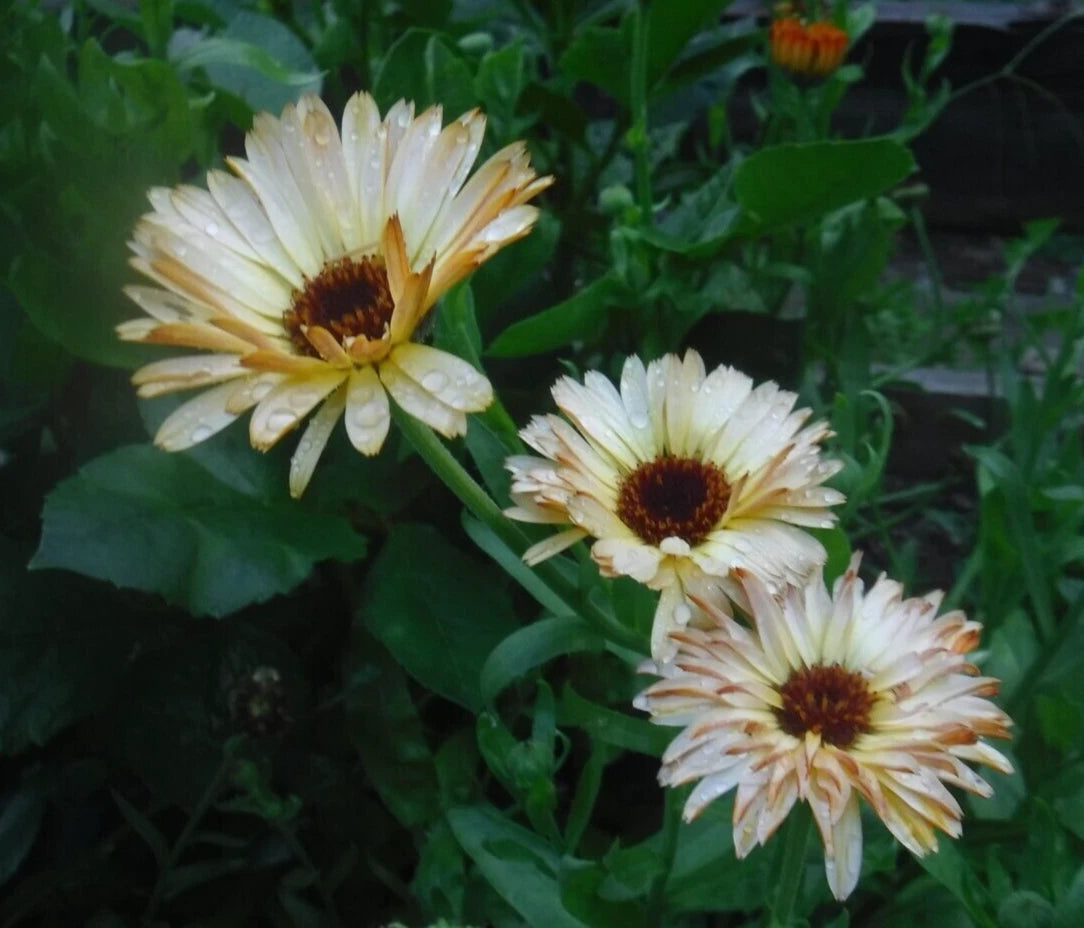 Calendula Seeds - 35+ Mixed Varieties - Healing Properties - Calendula officinalis