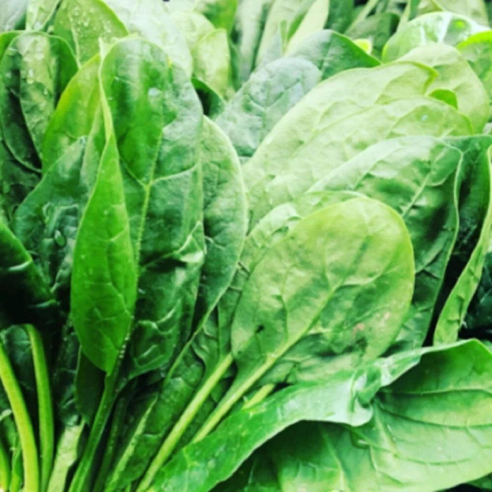 Carmel Spinach Seeds | F1 Hybrid | Fresh Garden Seeds | Spinacia oleracea
