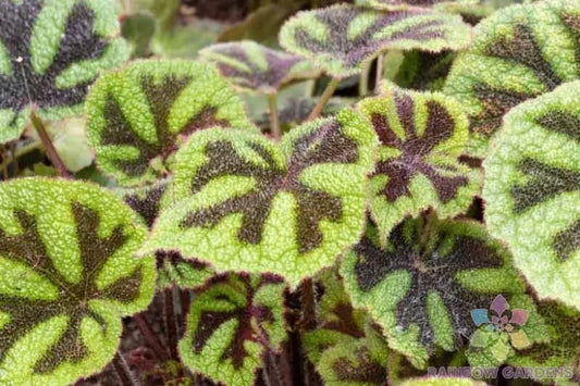 Iron Cross Begonia Seeds - 25+ Pack for Garden Planting - Begonia masoniana - USA Grown, Free Shipping