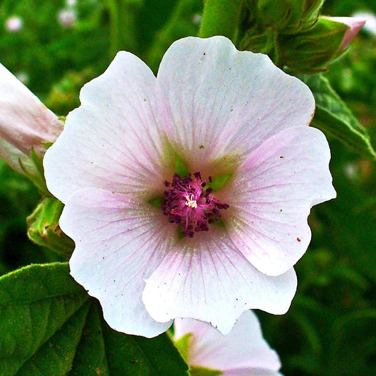 Marshmallow Plant Seeds - Medicinal Marsh Mallow Flower, Rose - Althaea officinalis - Ideal for 2025 Planting