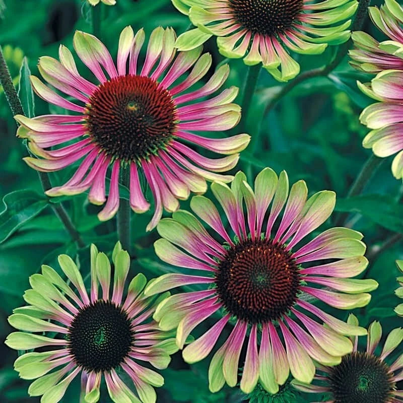 50 Green Twist Coneflower Seeds - Echinacea Perennial Flower Seeds - USA Grown