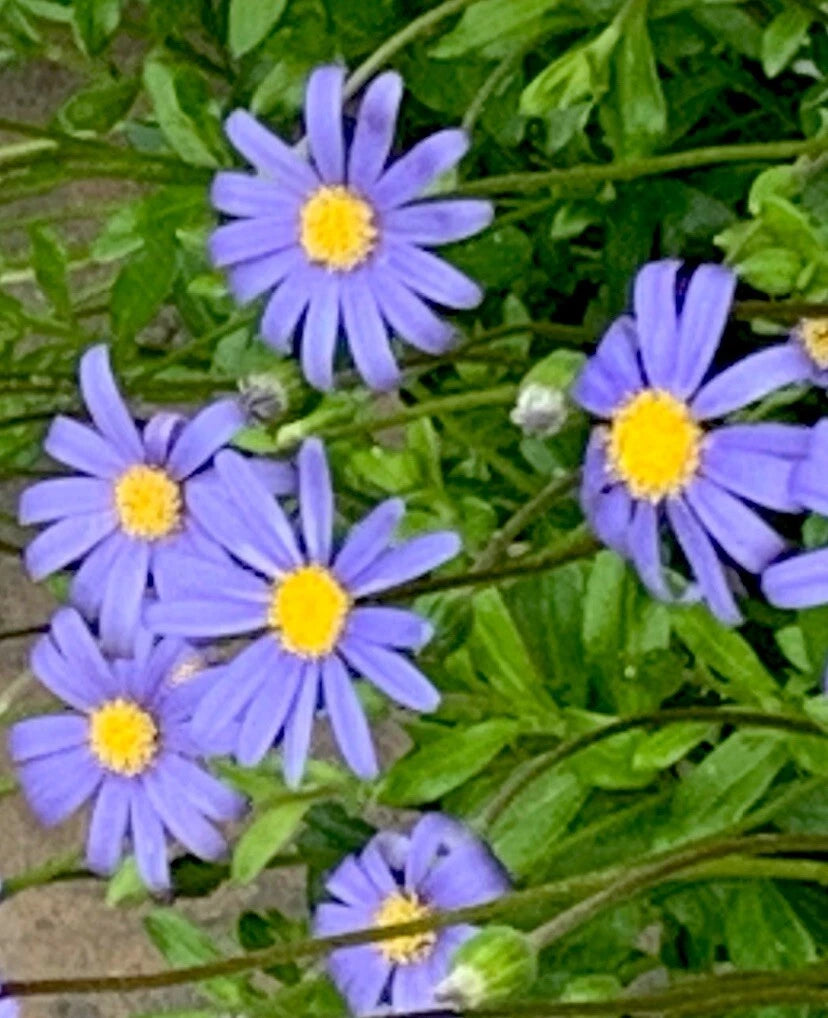 Blue Daisy Seeds (200+ Count) - Falicia, Flower Seeds for Garden, USA Free Shipping
