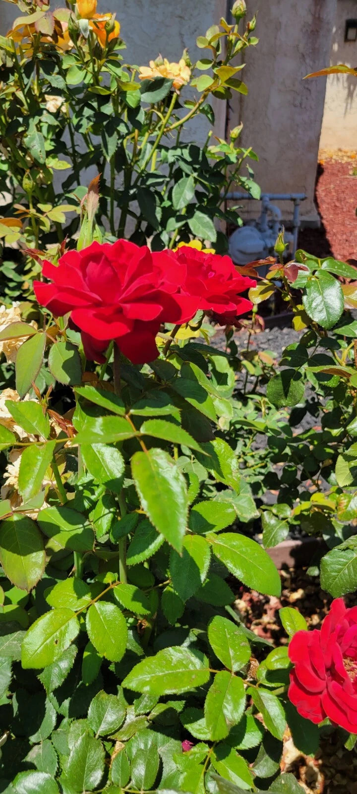 Dark Night Rose Cuttings - 4 Pack - Black Roses - Rosa spp. – Jayme Garden