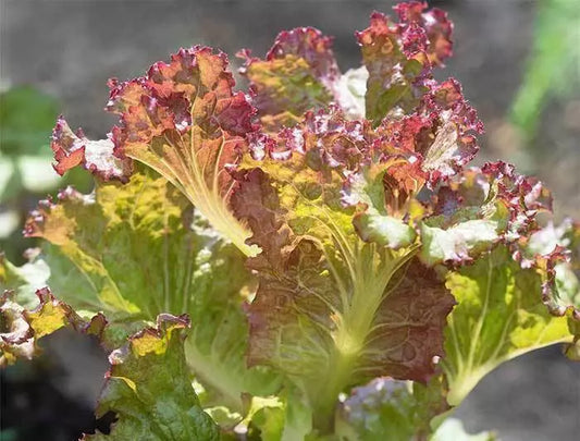 210 Seeds Lettuce Red Sails Non-GMO Leaf Variety - GroCo USA