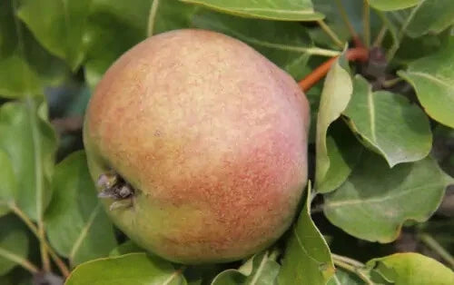 Catillac Pear Seeds - 25+ Pack for Garden Planting - Pyrus calleryana - USA Grown