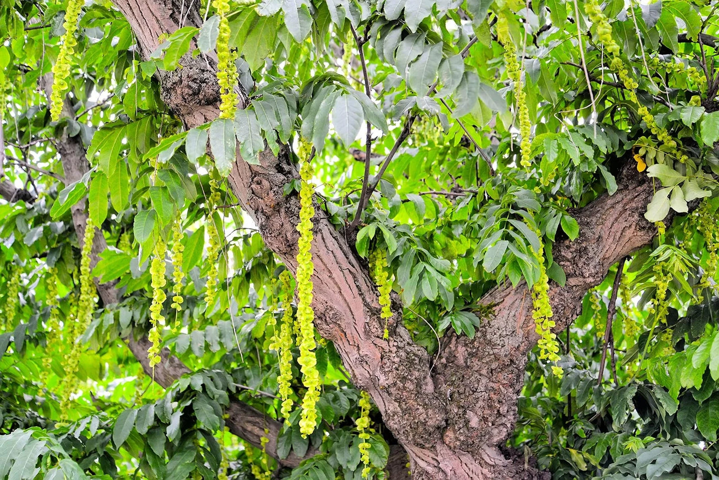 Caucasian Wingnut Tree Seeds for Planting - 10 Seeds - Pterocarya fraxinifolia - Hardy Tree Seeds for Gardens