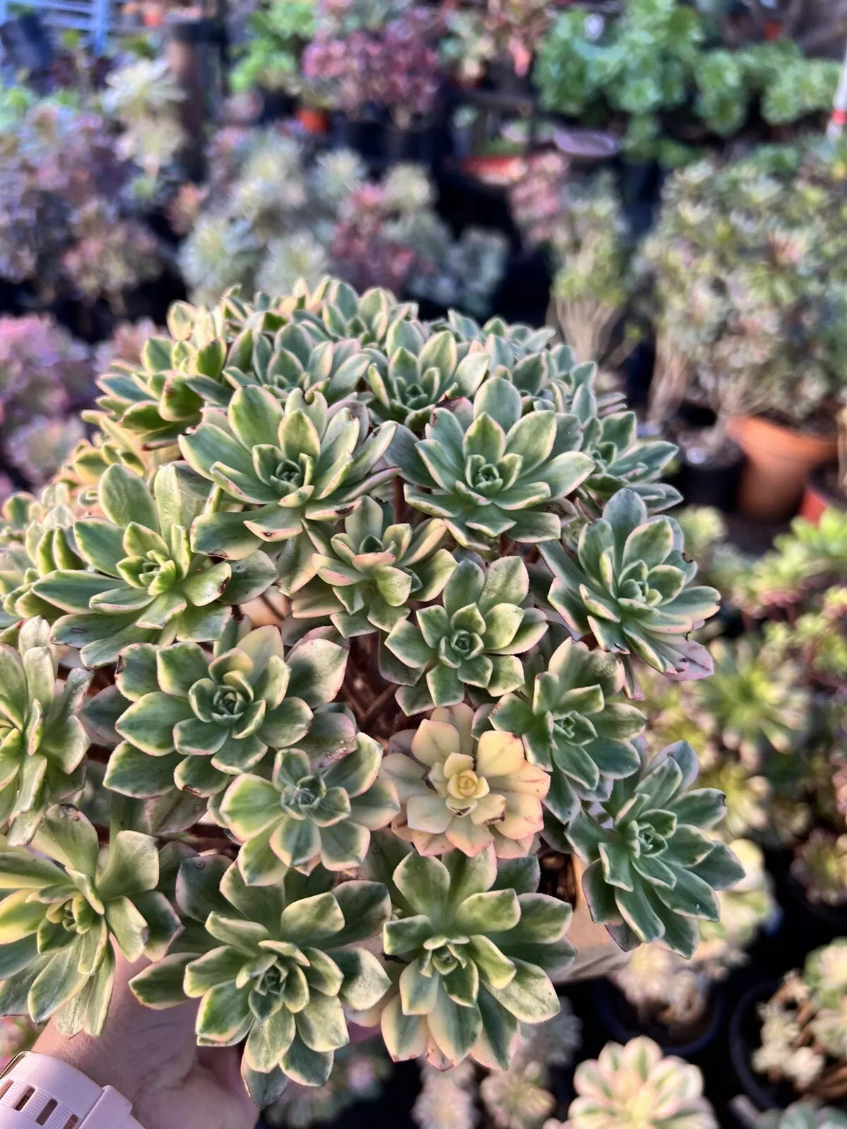 Aeonium Cuttings - 3 Pack - Sweet Tea Variety - Succulent Plant Cuttings (Aeonium 'Sweet Tea')