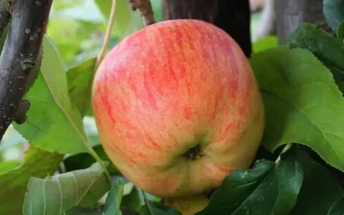25+ Estivale Apple Seeds - Delbarestivale Variety - Planting Seeds - USA Made - FREE SHIPPING