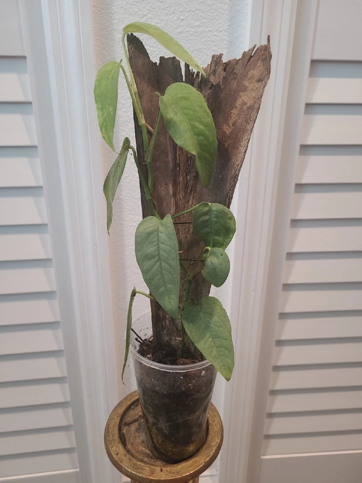 Cebu Blue Pothos Plant 3.5" Pot Fully Rooted Epipremnum Pinnatum Mounted