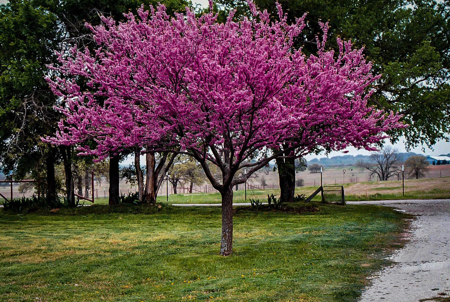 Eastern Redbud Tree 16-24 Inches Cercis Canadensis 1-2 Years Old