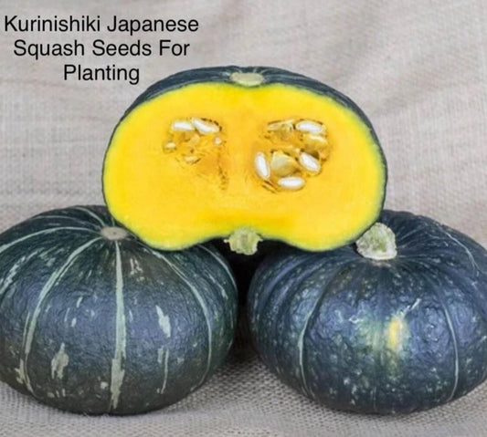 Kabocha Squash Seeds - 15+ Seeds Kurinishiki Variety - Asian Pumpkin (Cucurbita maxima)