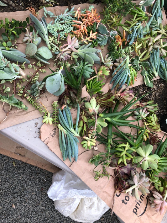 Assorted Succulent Cuttings 30 Pieces Colorful Variety Clippings 3"-5" Tall Ideal for Planting or Crafting