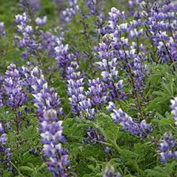 Arroyo Lupine Seeds - 25+ Beautiful Purple Flowers - Lupinus Succulentus