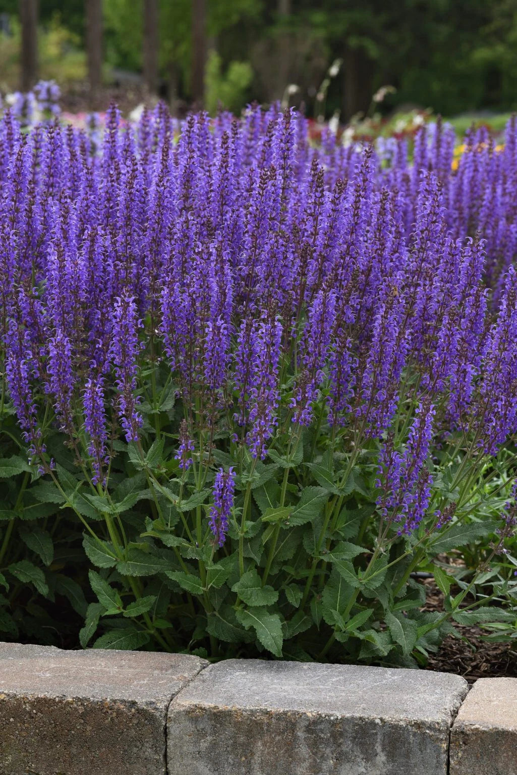 Meadow Sage Plant - Salvia 'Blue By You' - Bare Root Perennial - 20-22 Inches Tall - Purple Flowers - Hardy Zones 4-9