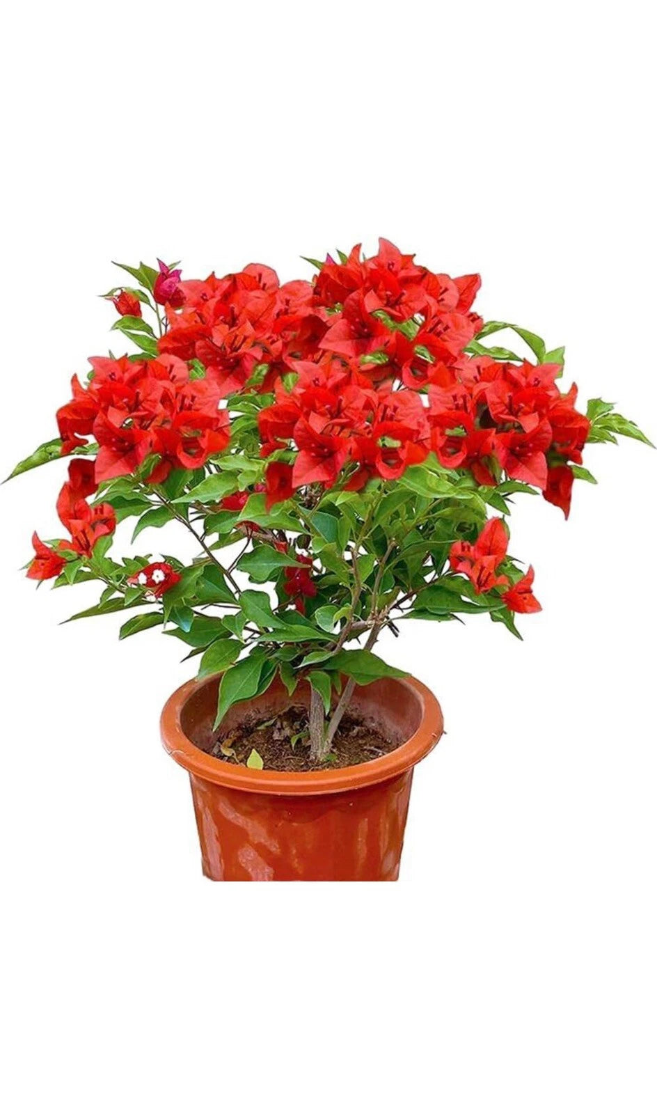 Jamaican Red Bougainvillea Starter Plant - Small Well Rooted - Rare Tropical Flowering Plant (Bougainvillea spectabilis)