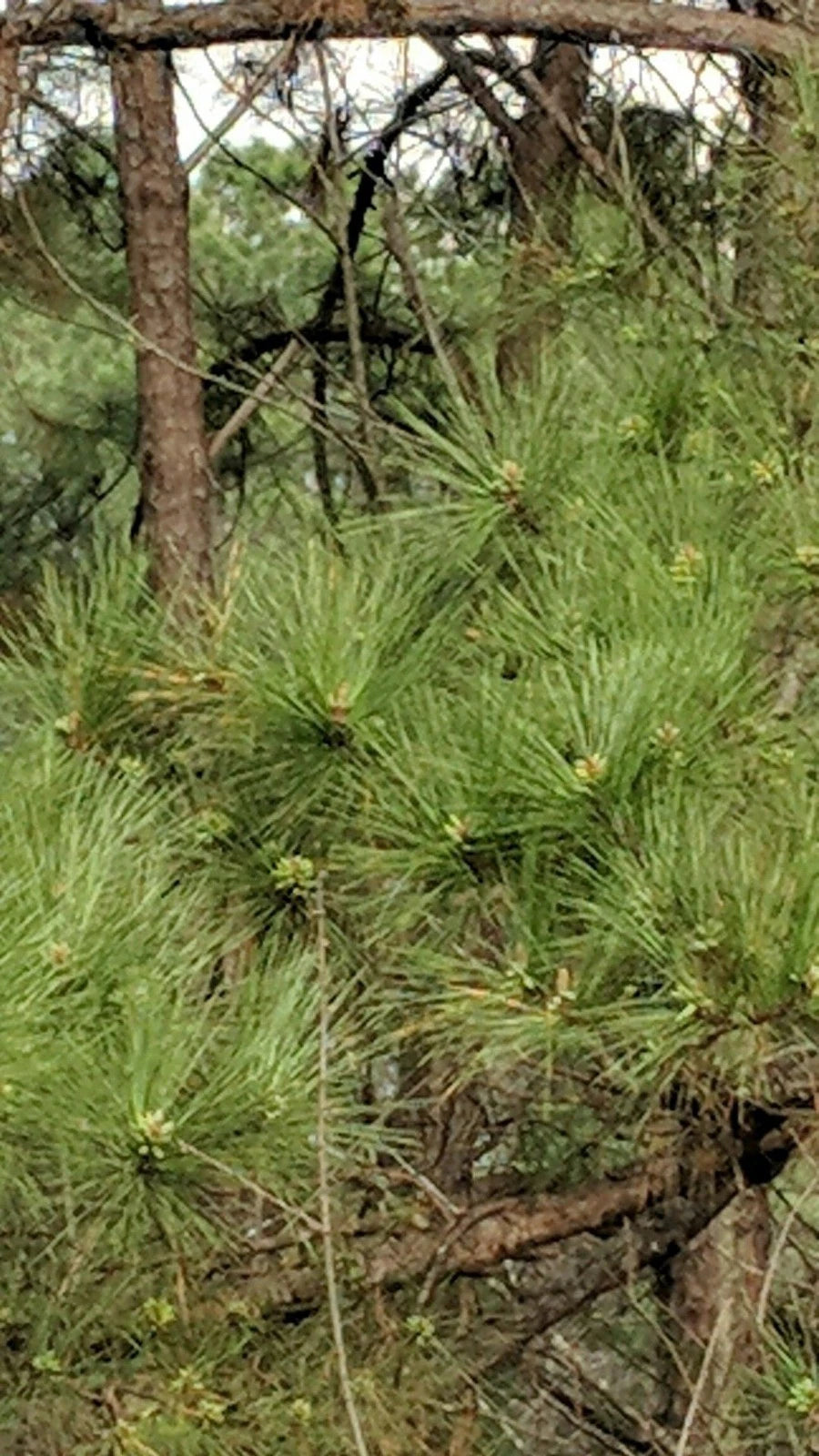 Loblolly Pine Trees 5-Pack | Fast-Growing Southern Pines | Pinus taeda Seedlings | Live Plants for Reforestation & Privacy