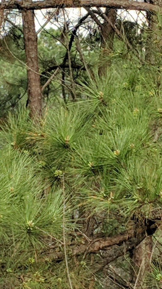 Loblolly Pine Trees 5-Pack | Fast-Growing Southern Pines | Pinus taeda Seedlings | Live Plants for Reforestation & Privacy
